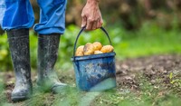 Farmer with Bucket of Potatoes